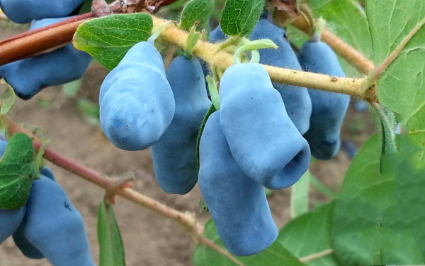 Жимолость югана