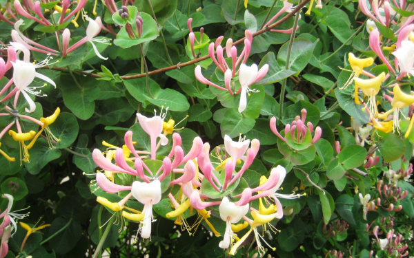 Каприфоль Билларда