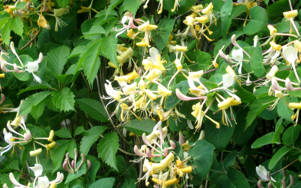 Каприфоль ароматная Лиана