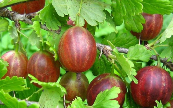 Крыжовник Кардинал