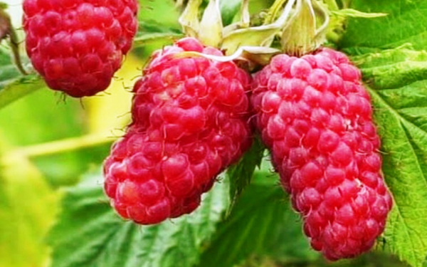 Малина исполин