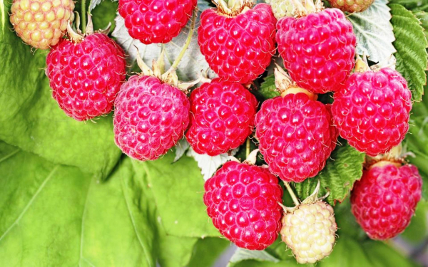 Малина метеор