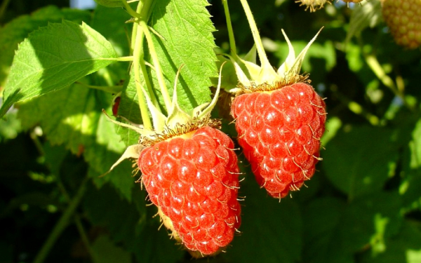 Малина сорт Бенефис