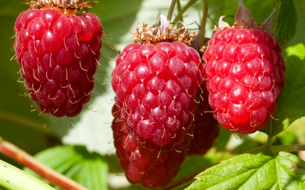 Малина сорт Туламин