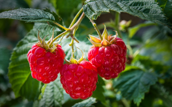 Ягода малинка