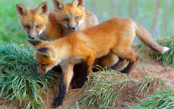 Лисята познают мир