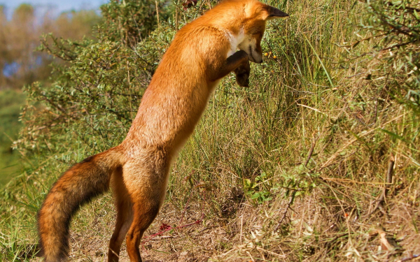 Рыжая мышеловка