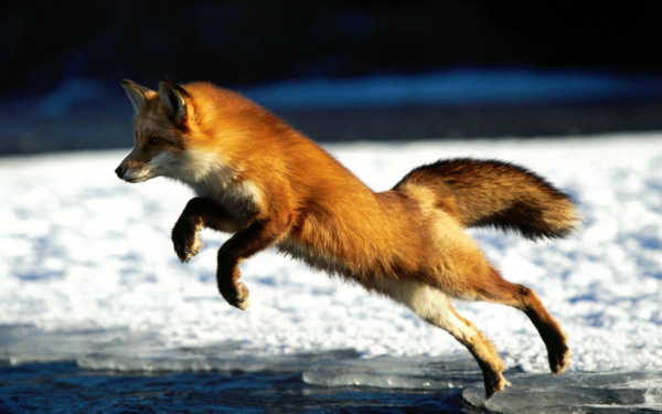 Лиса весной