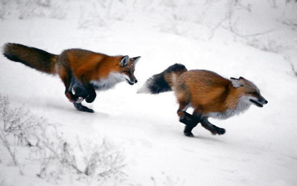 Лисы в погоне