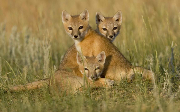 Лисята на траве