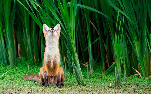 Лисица видит сыр