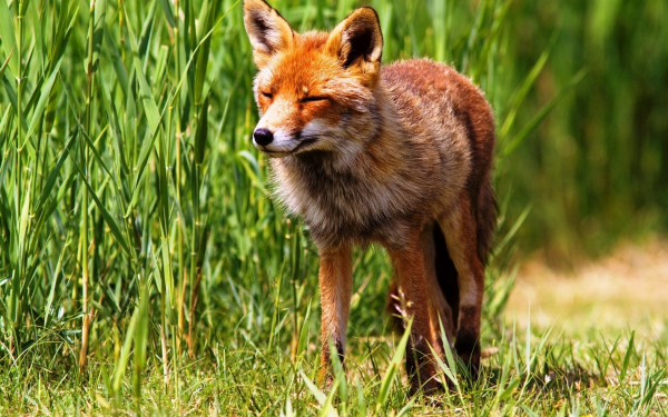 Лиса в траве