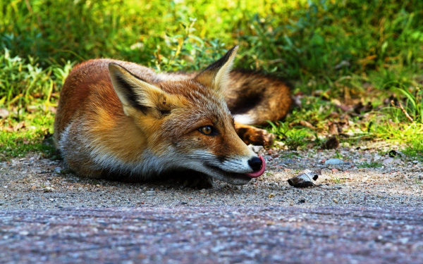 Лиса съела мышку