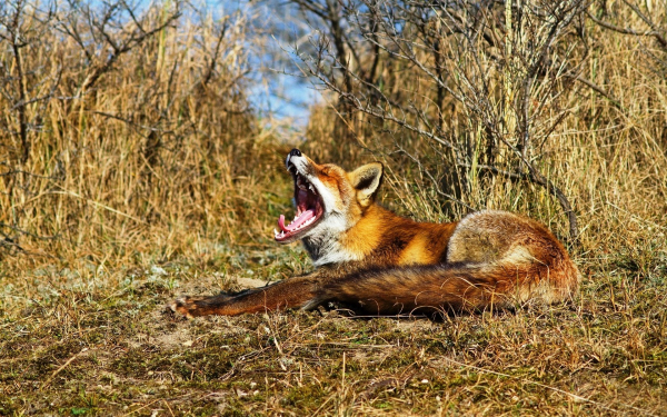 Поела можно и поспать