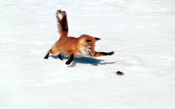 Лиса ловит мышь