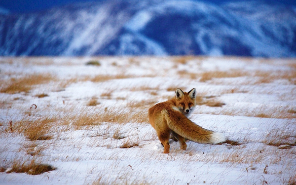 Лиса зимней порой