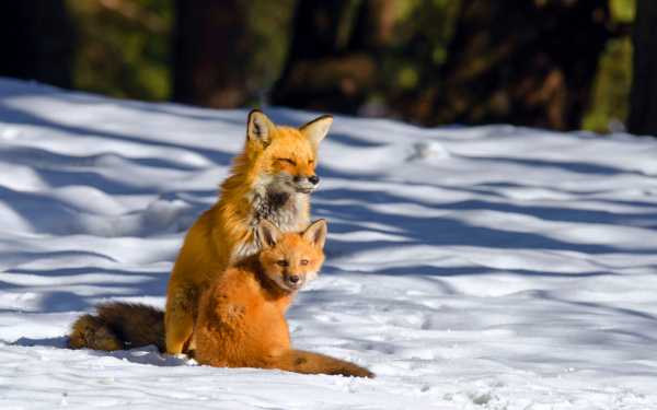 Лиса и лисенок на снегу