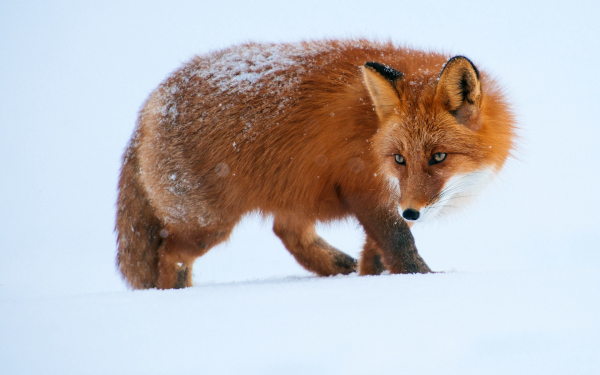 Рыжая лиса на снегу