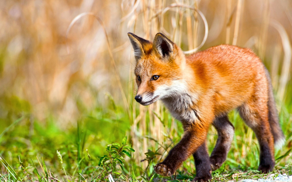 Рыжий лисенок