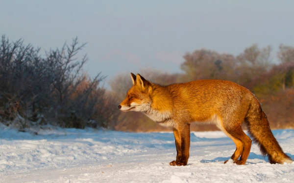 Лиса высматривает дичь