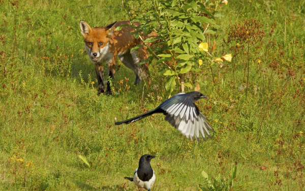 Лиса и сороки
