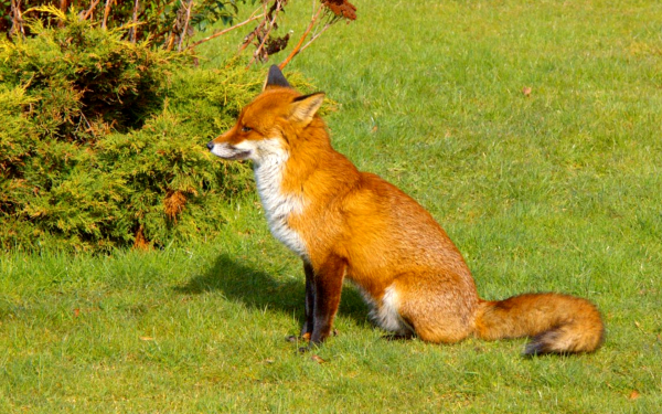 Лиса на поляне