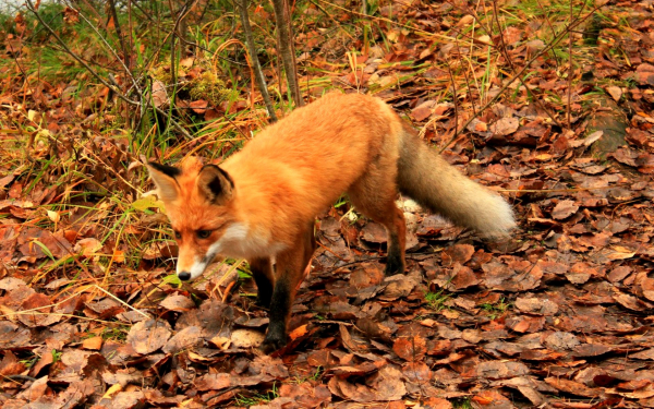 Лиса осеннею порою