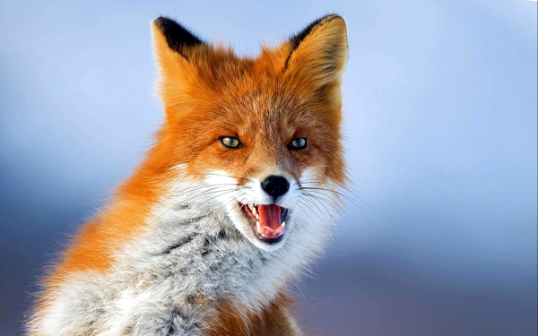 Рыжая плутовка