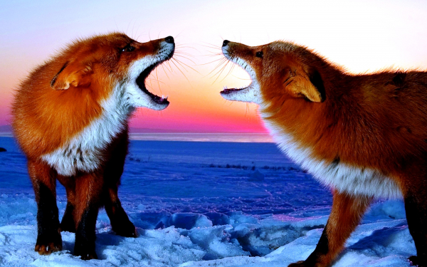 Кумушки ссорятся