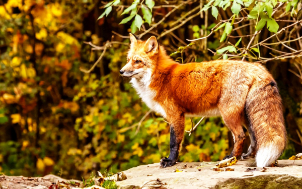 Лиса в лесу