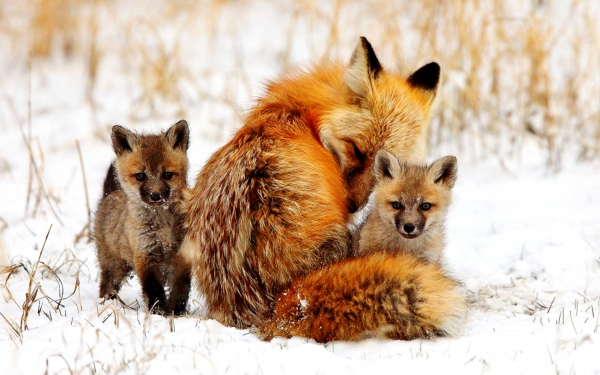 Лиса и два лисенка