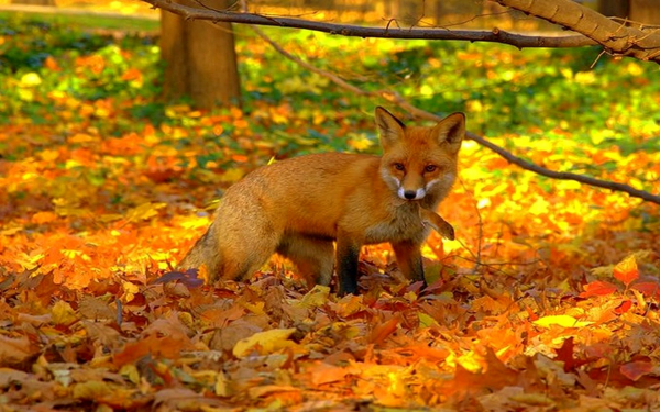 Лиса поймала мышку