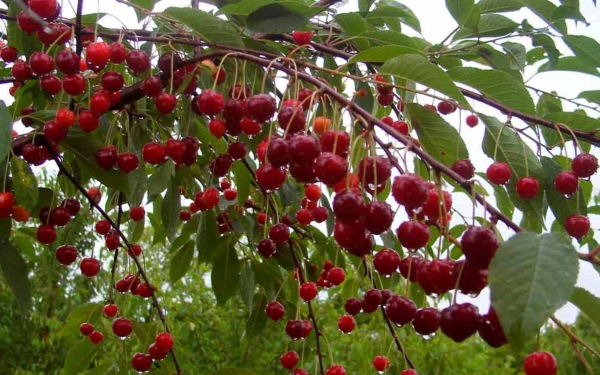 Вишня изобильная