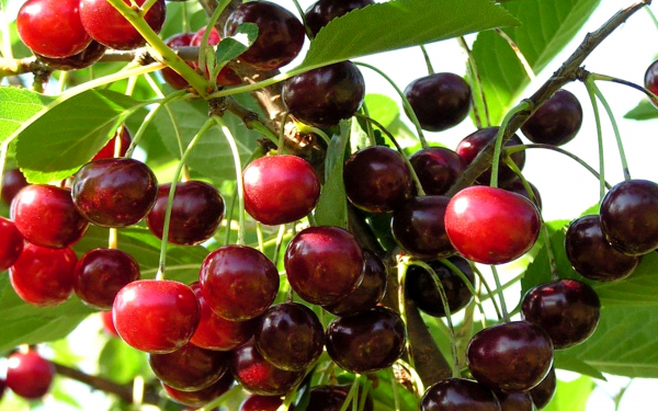 Вишня сорт Ровесница