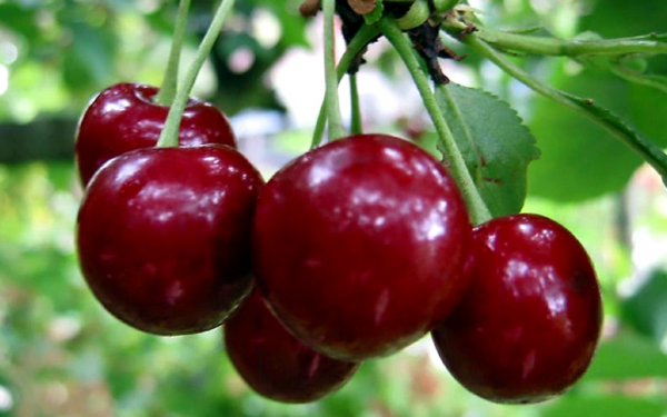 Вишня уральская рубиновая