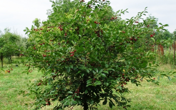 Вишневое дерево