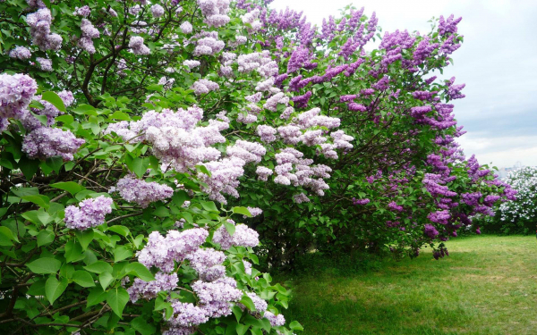 Большие кусты сирени