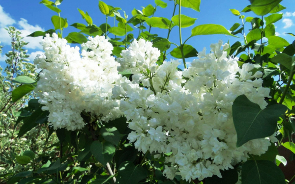 Сирень белая махровая