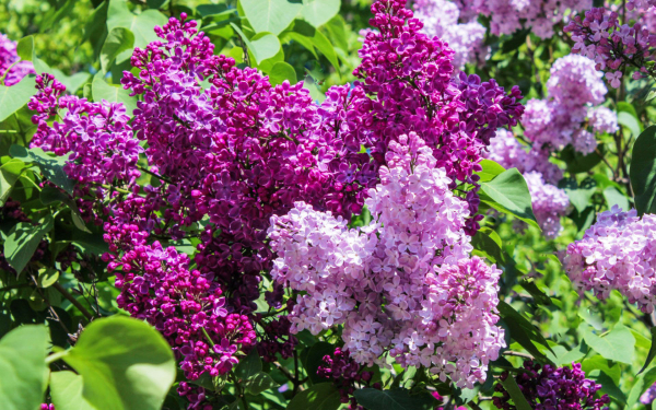 Цветение сирени