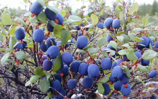 Голубика лесная