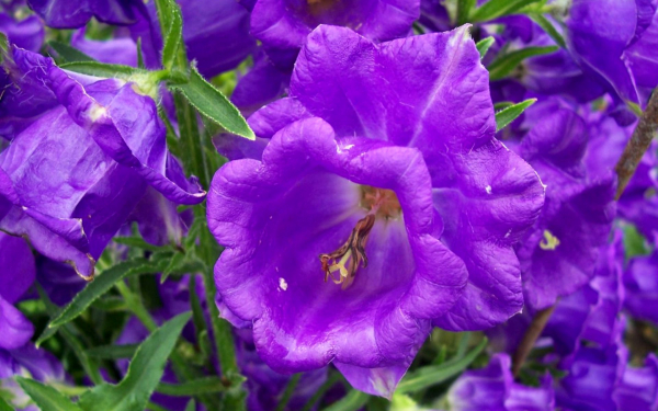 Колокольчик Чашка с блюдцем