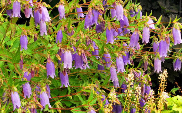 Колокольчик Черри Беллс