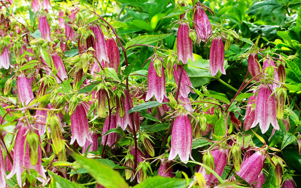 Колокольчик точечный Элизабет