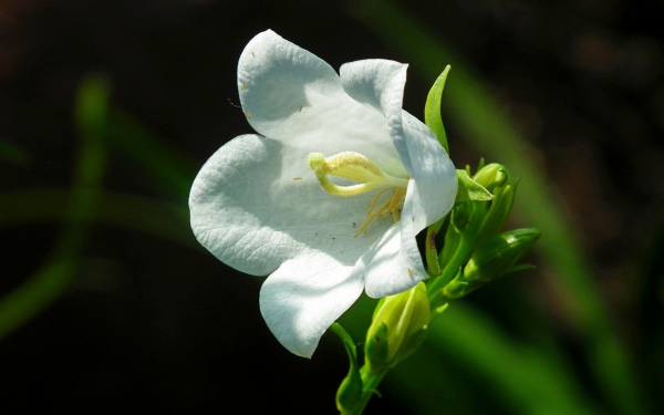 Колокольчик белый