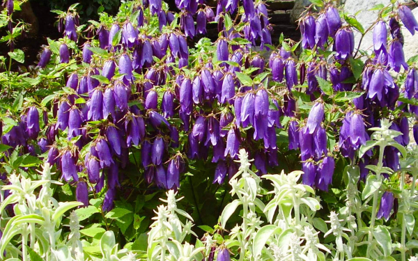 Колокольчик гибридный Сарастро