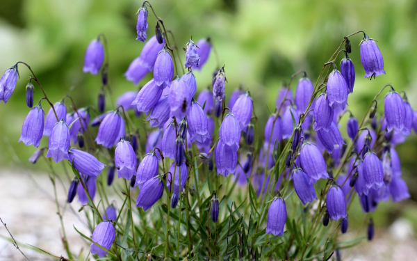 Колокольчик дернистый