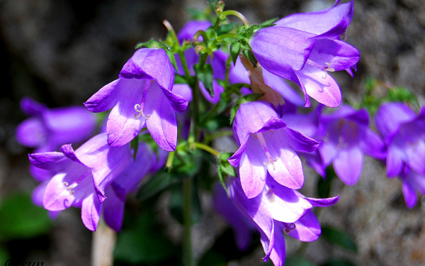 Колокольчик крымский