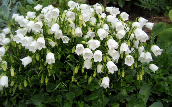 Колокольчик ложечницелистный белый