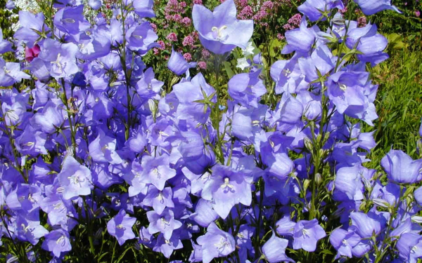 Колокольчик персиколистный Ла Белль