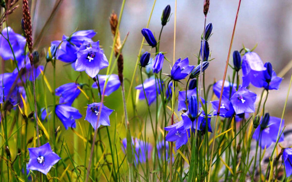 Колокольчик полевой